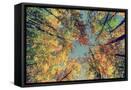 Framed Canvas