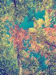 Toad amongst Fall Leaves - Retro, Faded-SHS Photography-Photographic Print