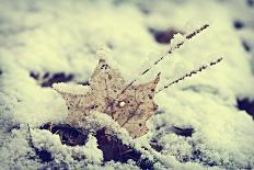 Snow Covered Decayed Maple Leaf-SHS Photography-Photographic Print