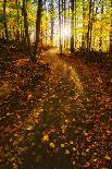 Sunlight Path in A Fall Forest-SHS Photography-Photographic Print