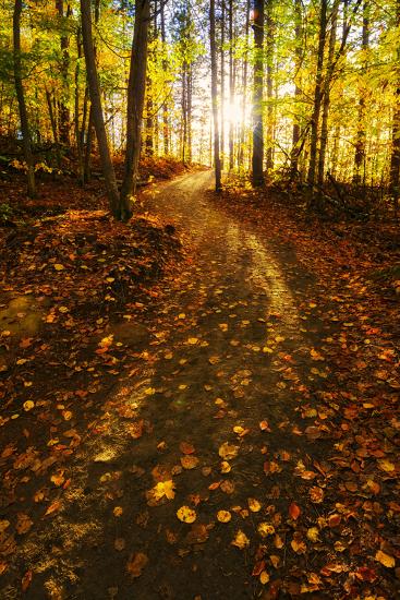 Premium Photographic Print, , large