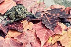Toad in the Fall Leaves - Retro, Faded-SHS Photography-Photographic Print