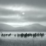 Toward the Sun-Shu-Guang Yang-Framed Photographic Print