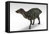 Shuangmiaosaurus Dinosaur, White Background-null-Framed Stretched Canvas