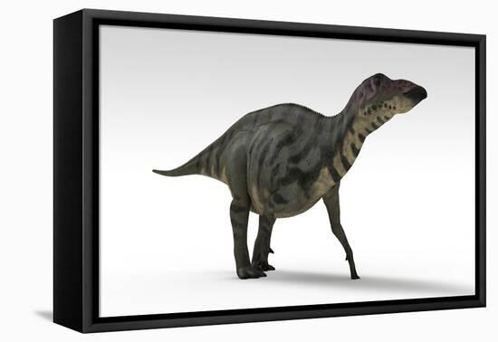 Shuangmiaosaurus Dinosaur, White Background-null-Framed Stretched Canvas