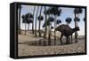 Shuangmiaosaurus in Swampy Water-null-Framed Stretched Canvas