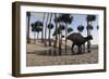 Shuangmiaosaurus in Swampy Water-null-Framed Art Print