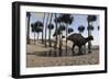 Shuangmiaosaurus in Swampy Water-null-Framed Art Print