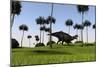 Shuangmiaosaurus Walking across a Grassy Field-null-Mounted Art Print