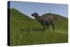 Shuangmiaosaurus Walking across a Grassy Field-null-Stretched Canvas