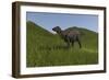 Shuangmiaosaurus Walking across a Grassy Field-null-Framed Art Print