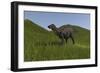 Shuangmiaosaurus Walking across a Grassy Field-null-Framed Art Print
