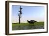 Shuangmiaosaurus Walking Through a Swamp-null-Framed Art Print