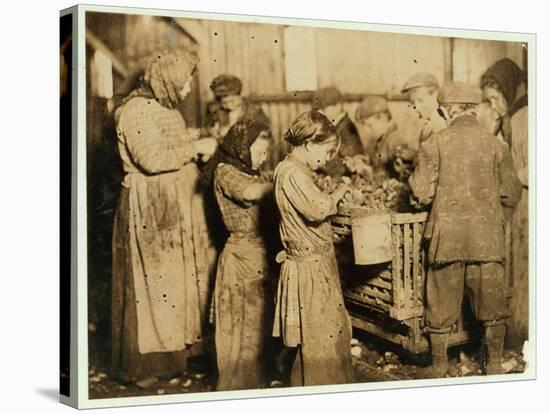 Shuckers Aged About 10 Opening Oysters in the Varn and Platt Canning Company-Lewis Wickes Hine-Stretched Canvas