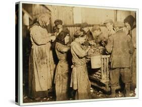 Shuckers Aged About 10 Opening Oysters in the Varn and Platt Canning Company-Lewis Wickes Hine-Stretched Canvas
