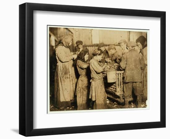 Shuckers Aged About 10 Opening Oysters in the Varn and Platt Canning Company-Lewis Wickes Hine-Framed Photographic Print