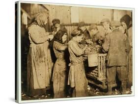 Shuckers Aged About 10 Opening Oysters in the Varn and Platt Canning Company-Lewis Wickes Hine-Stretched Canvas