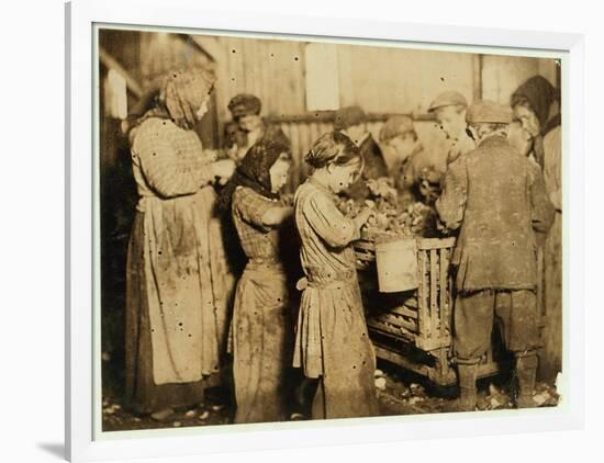 Shuckers Aged About 10 Opening Oysters in the Varn and Platt Canning Company-Lewis Wickes Hine-Framed Photographic Print