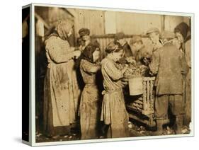 Shuckers Aged About 10 Opening Oysters in the Varn and Platt Canning Company-Lewis Wickes Hine-Stretched Canvas