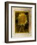 Shuffleopia-Craig Satterlee-Framed Photographic Print