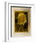 Shuffleopia-Craig Satterlee-Framed Photographic Print