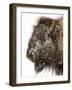 Shuffleware-Craig Satterlee-Framed Photographic Print