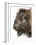 Shuffleware-Craig Satterlee-Framed Photographic Print