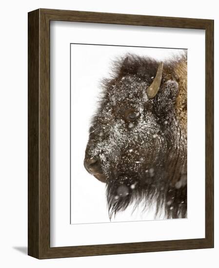 Shuffleware-Craig Satterlee-Framed Photographic Print