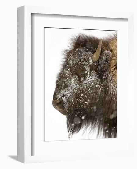 Shuffleware-Craig Satterlee-Framed Photographic Print