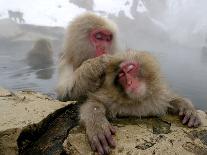 Japanese Macaque Monkeys Groom Each Other-Shuji Kajiyama-Framed Stretched Canvas