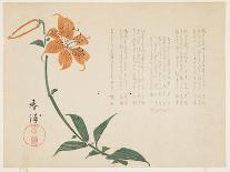 Tiger Lily, C.1861-64-Shumpo-Stretched Canvas