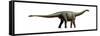 Shunosaurus, a Genus of Sauropod Dinosaur from Middle Jurassic-null-Framed Stretched Canvas