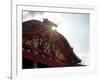 Shuri Castle-null-Framed Photographic Print