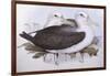 Shy Albatross (Diomedea O Thalassarche Cauta)-John Gould-Framed Giclee Print