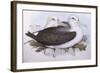 Shy Albatross (Diomedea O Thalassarche Cauta)-John Gould-Framed Giclee Print