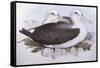 Shy Albatross (Diomedea O Thalassarche Cauta)-John Gould-Framed Stretched Canvas