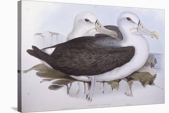 Shy Albatross (Diomedea O Thalassarche Cauta)-John Gould-Stretched Canvas