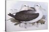 Shy Albatross (Diomedea O Thalassarche Cauta)-John Gould-Stretched Canvas