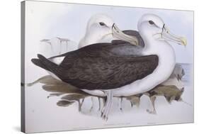 Shy Albatross (Diomedea O Thalassarche Cauta)-John Gould-Stretched Canvas