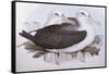 Shy Albatross (Diomedea O Thalassarche Cauta)-John Gould-Framed Stretched Canvas