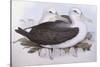 Shy Albatross (Diomedea O Thalassarche Cauta)-John Gould-Stretched Canvas