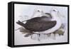 Shy Albatross (Diomedea O Thalassarche Cauta)-John Gould-Framed Stretched Canvas