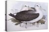 Shy Albatross (Diomedea O Thalassarche Cauta)-John Gould-Stretched Canvas