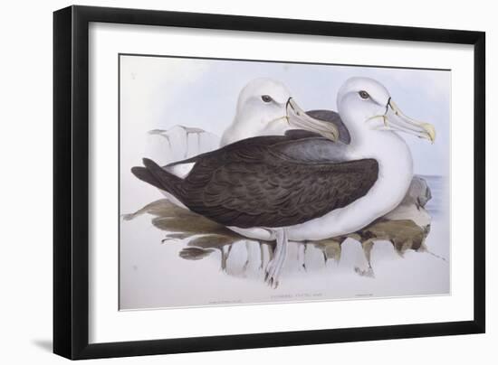 Shy Albatross (Diomedea O Thalassarche Cauta)-John Gould-Framed Giclee Print