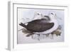 Shy Albatross (Diomedea O Thalassarche Cauta)-John Gould-Framed Giclee Print