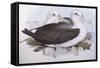 Shy Albatross (Diomedea O Thalassarche Cauta)-John Gould-Framed Stretched Canvas