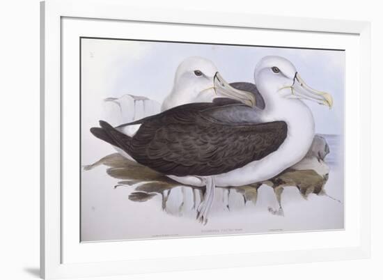 Shy Albatross (Diomedea O Thalassarche Cauta)-John Gould-Framed Giclee Print