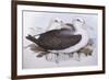 Shy Albatross (Diomedea O Thalassarche Cauta)-John Gould-Framed Giclee Print