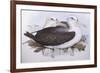 Shy Albatross (Diomedea O Thalassarche Cauta)-John Gould-Framed Giclee Print