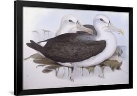 Shy Albatross (Diomedea O Thalassarche Cauta)-John Gould-Framed Giclee Print